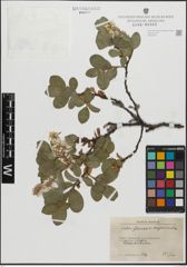 Foto von Salix glauca L. x Salix myrsinites L.